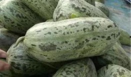 东北打架吃瓜,打架吃瓜背后的故事