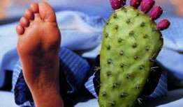 痛风可吃白瓜,白瓜助力健康饮食