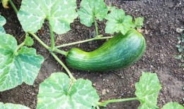 请问瓠瓜怎么吃,解锁美味新体验