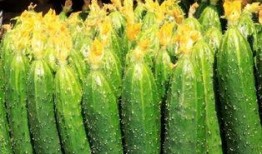 玫瑰刺吃瓜,揭秘玫瑰刺的独特魅力