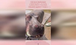 喂河马吃瓜视频,一场萌趣互动的生态盛宴