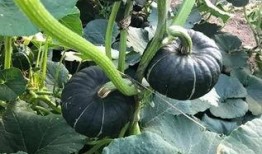 大树瓜可以吃吗,能否成为餐桌上的美味佳肴？