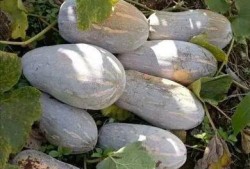 莲塘县吃瓜,品味夏日田园风情