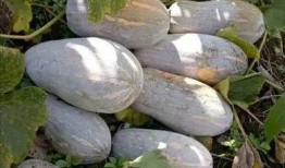 莲塘县吃瓜,品味夏日田园风情