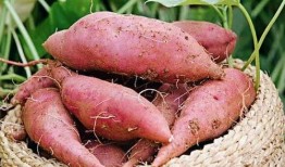 土瓜可以晒干吃,传统美食的晒晒时光