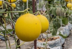 吃瓜会上火原因,揭秘夏季消暑美食背后的健康隐患