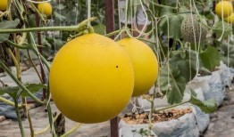 吃瓜会上火原因,揭秘夏季消暑美食背后的健康隐患