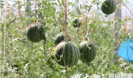 龙凤吃瓜视频,揭秘网络红人的幕后故事