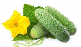 吃瓜系统唐雪青,吃瓜系统背后的故事与启示