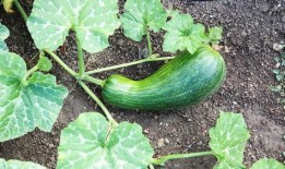 瓠瓜怎么吃减脂,减脂养生两不误