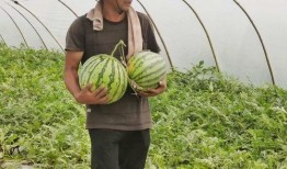 河南信阳少女吃瓜,一场吃瓜引发的甜蜜风波