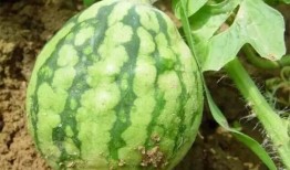 吃瓜叶嘴巴痒,嘴巴痒痒的美食探秘之旅