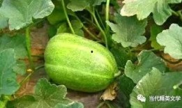 玫瑰刺吃瓜,揭秘玫瑰刺的独特魅力