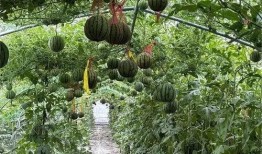 吃瓜亭和藤萝,探寻古韵与现代交融的奇妙之旅