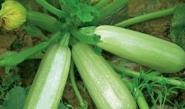 山东茭瓜怎么吃,解锁美味新体验