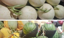 英国海南吃瓜,吃瓜群众纷纷点赞