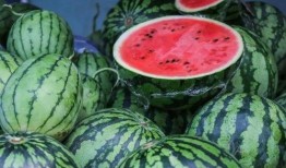 看瓜可以吃不,看瓜也能饱腹的奇妙体验