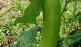 以前吃瓜和最近吃瓜,吃瓜群众的智慧与变迁