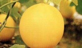 开平吃瓜事件,一场引发社会热议的网络狂欢