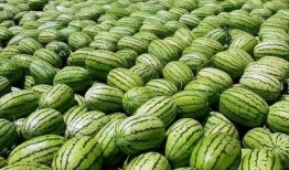 温州广东味吃瓜,一场独特的吃瓜盛宴