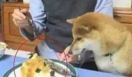 狗头老婆吃瓜合集,揭秘娱乐圈幕后故事