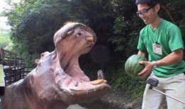 喂河马吃瓜视频,一场萌趣互动的生态盛宴