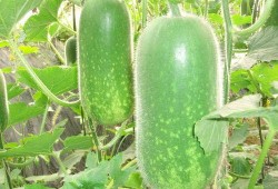 尤里芸吃大瓜,揭秘美食背后的故事