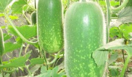 尤里芸吃大瓜,揭秘美食背后的故事