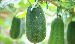 吃瓜不分品种吗,品种无关，快乐共享