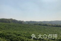 南京方山吃瓜,夏日吃瓜盛宴，感受田园风光与民俗风情