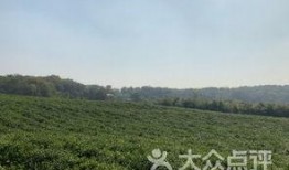 南京方山吃瓜,夏日吃瓜盛宴，感受田园风光与民俗风情