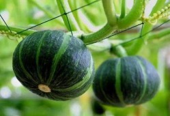 白富美吃瓜,揭秘娱乐圈的幕后故事