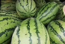 新疆吃的什么瓜,探寻新疆特色瓜类美食之旅