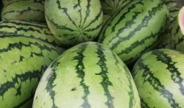 新疆吃的什么瓜,探寻新疆特色瓜类美食之旅