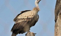 吃瓜秃鹫,揭秘神秘生物的生存智慧