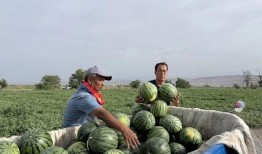 莱州吃瓜最新,揭秘当地特色美食背后的故事