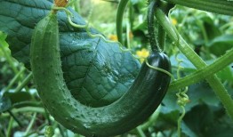 吃瓜傻瓜黄瓜,揭秘夏日消暑美食背后的趣味故事