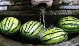 大树瓜可以吃吗,能否成为餐桌上的美味佳肴？