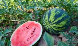 吃瓜直播河南,揭秘河南美食文化盛宴