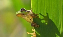 只吃瓜的害虫,揭秘只吃瓜的神秘害虫