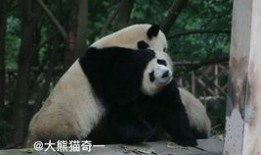 吃瓜小熊滑板,吃瓜小熊的滑板冒险之旅