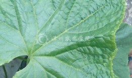 吃瓜叶嘴巴痒,嘴巴痒痒的美食探秘之旅