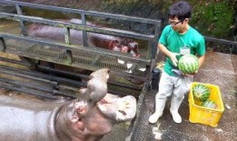 喂河马吃瓜视频,一场萌趣互动的生态盛宴