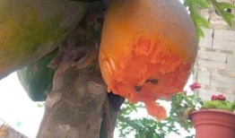 白猫吃瓜表情包gif,萌态十足，笑料横生