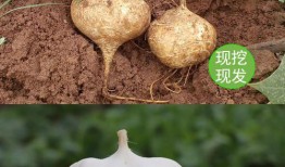 土瓜可以晒干吃,传统美食的晒晒时光