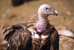 吃瓜秃鹫,揭秘神秘生物的生存智慧