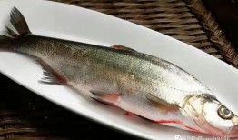 韩国人吃八瓜鱼,八瓜鱼的独特风味与食文化