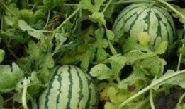 卖瓜说瓜甜生的吃不得,揭秘食品安全背后的真相