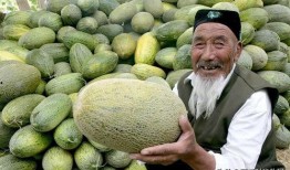 我吃哈密瓜,尽享夏日清新滋味