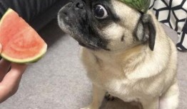 怎么领取吃瓜表情包,解锁夏日欢乐——吃瓜表情包获取攻略